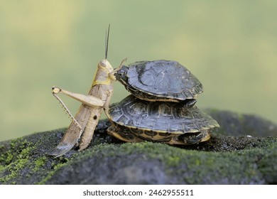 国产精品手机在线 国产精品手机在线