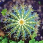 五十度黑下载:探索禁忌与欲望的极限之旅 24gqrc