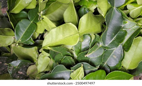 yp是什么意思啊:深入解析“yp”在不同语境中的含义与用法 yp是什么意思啊:深入解析“yp”在不同语境中的含义与用法