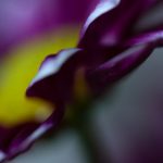 五十度黑 线上看:畅享激情与禁忌的视觉盛宴 715amdvx7