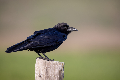 rkill download:如何安全有效地下载和使用RKill工具清除恶意软件 rkill download:如何安全有效地下载和使用RKill工具清除恶意软件